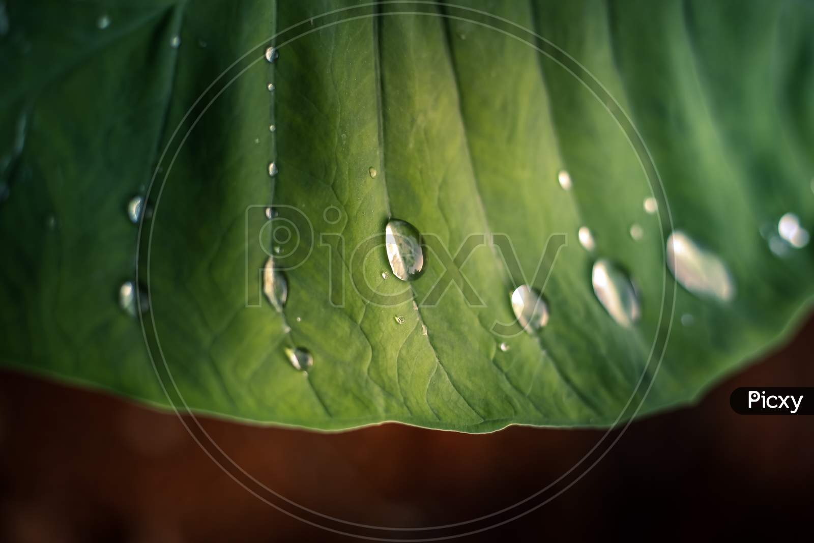Green Textured Colocasia Yam Leaf With Water Droplets Close Up Shot