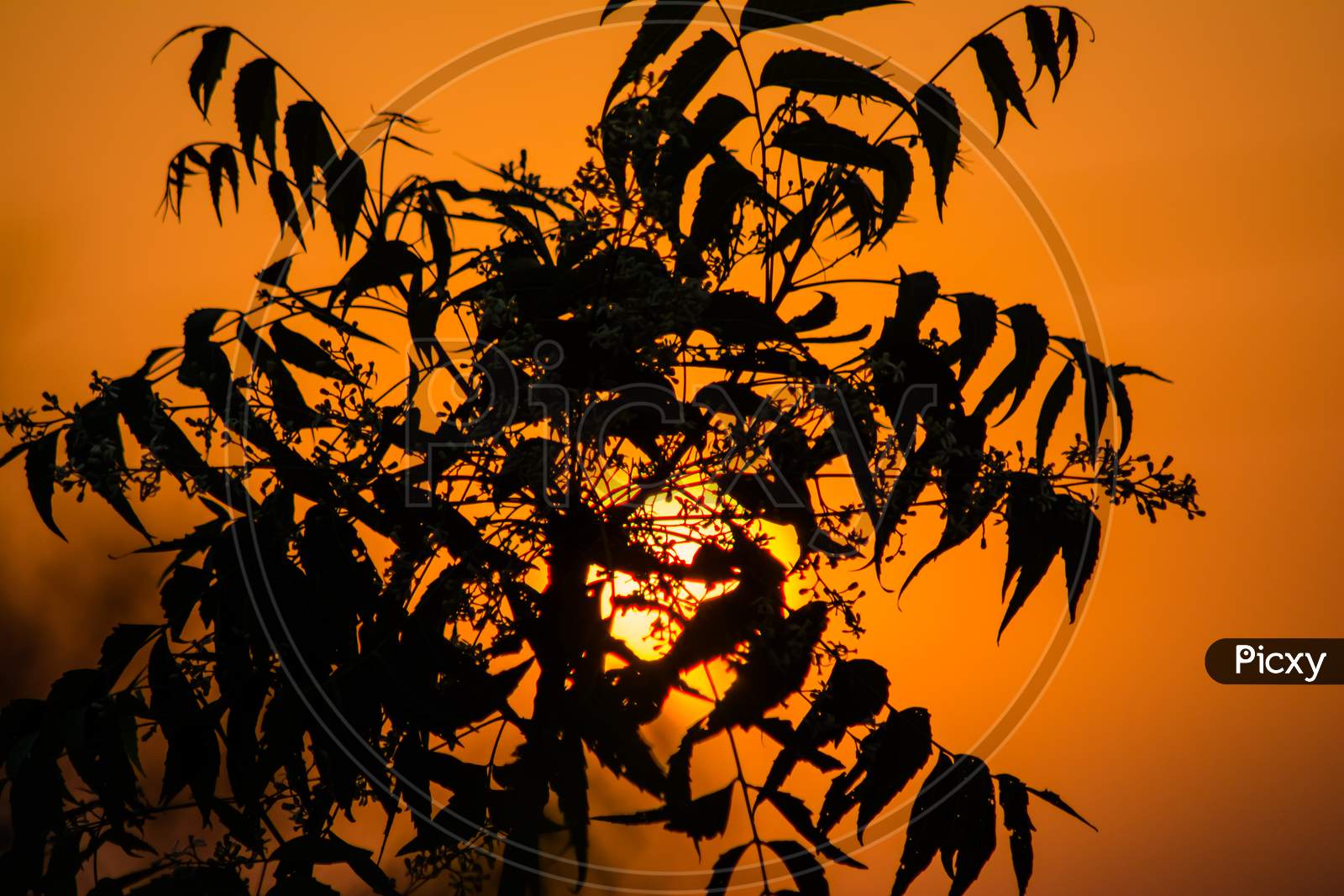 Sun behind Neem Tree. Azadirachta indica, commonly known as neem, nimtree or Indian lilac.