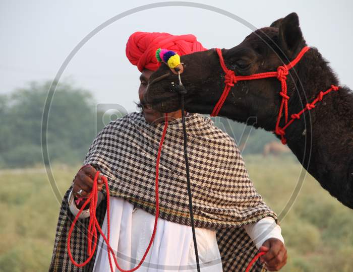 Rajasthani Camel Traders With  Camels In Pushkar Camel Fair , Pushkar, Rajasthan