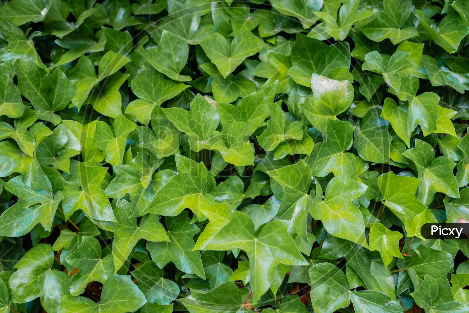 Green Ivy Leaves Texture Covering Up A Wall