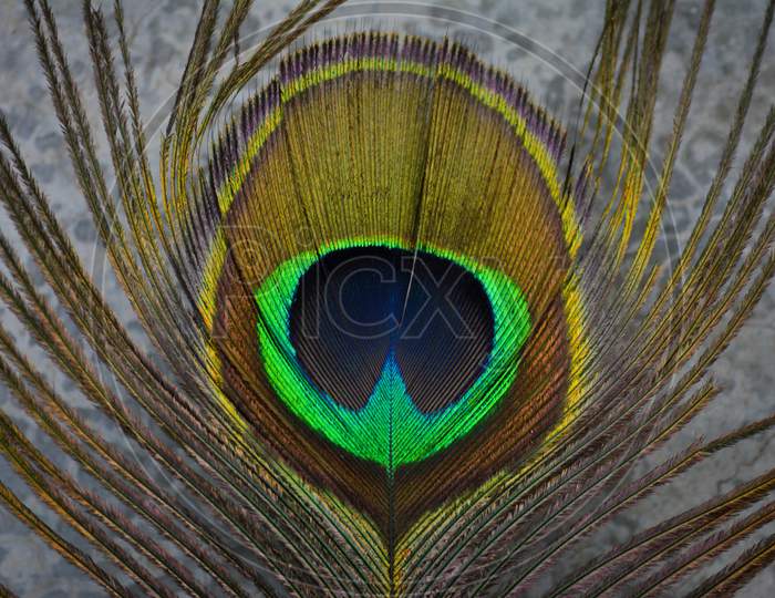 Colorful peacock feather (Indian peafowl).