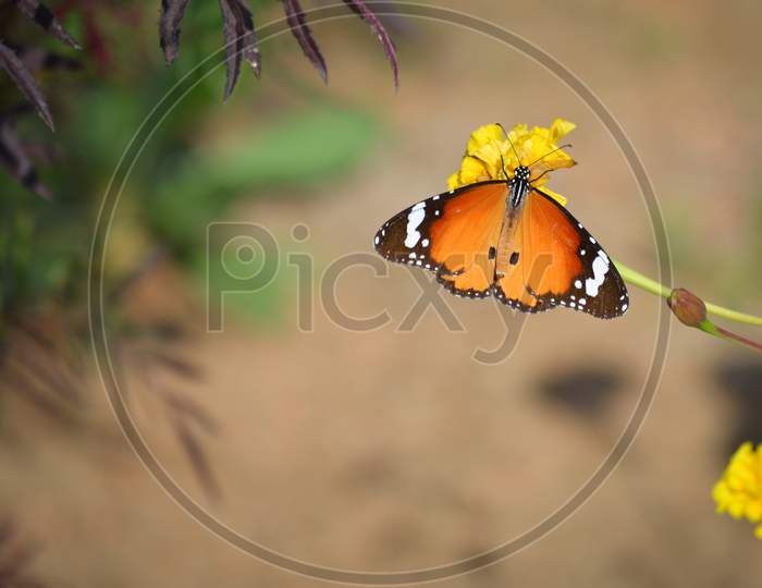 Beautiful butterfly on marigold flower in the garden