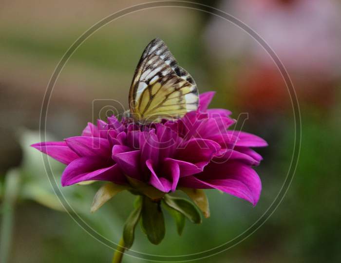 Beautiful flower in the butterfly view