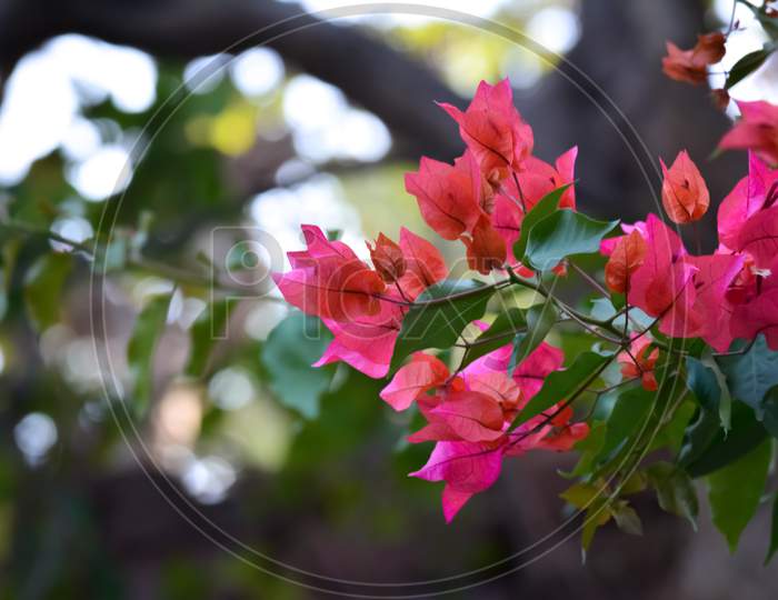 Close-up beautiful nature view of Bougainvillea flower in garden. Floral background.