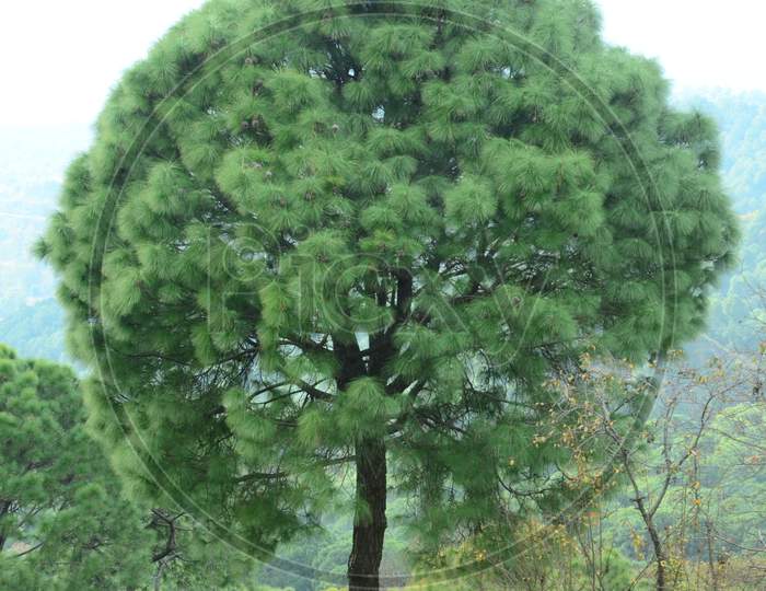 Beautiful tree Natural Location Himachal Pradas,India