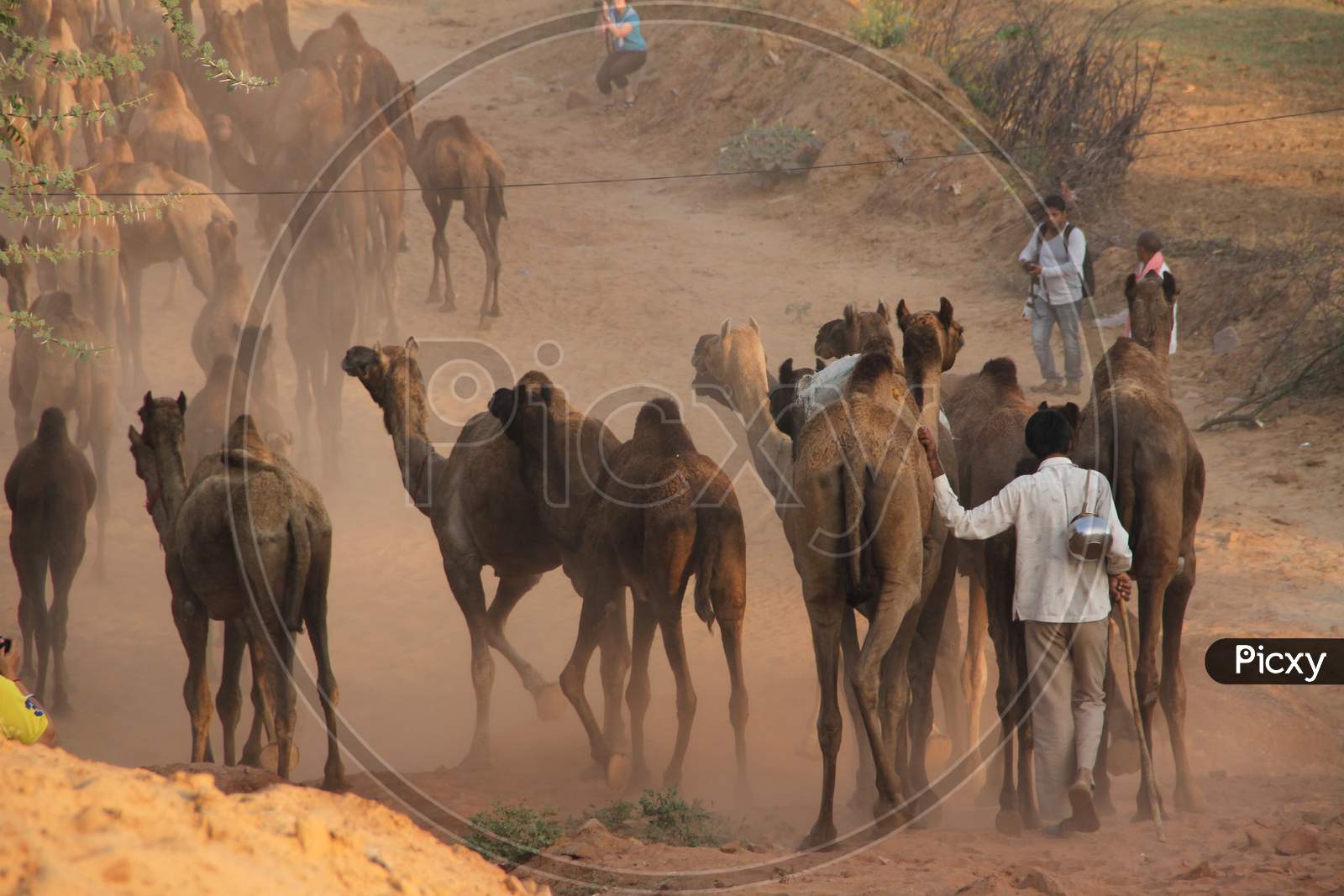 Rajasthani Camel Traders With Camels In Pushkar Camel Fair , Pushkar, Rajasthan