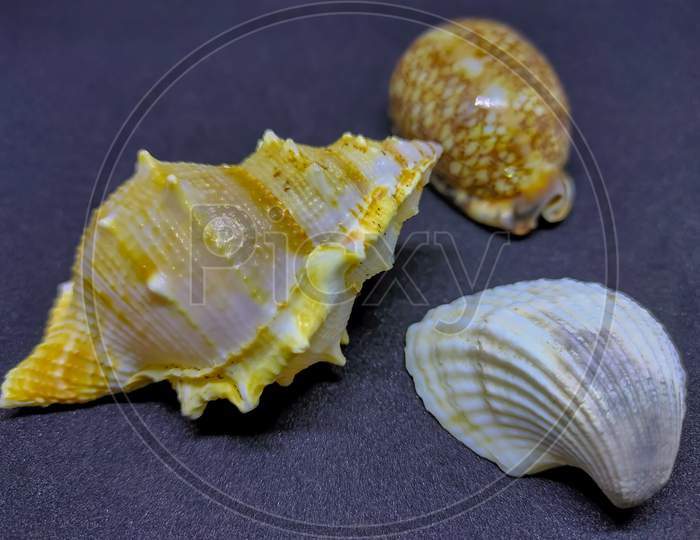 Oyster Seashell And Snail. Closeup.