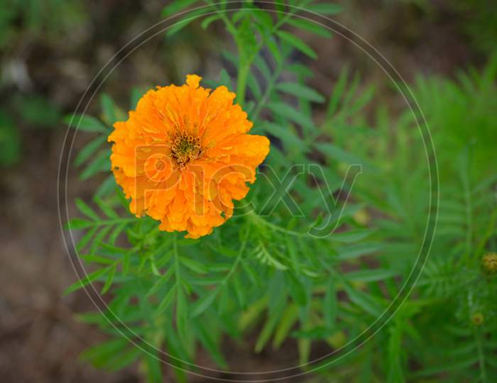 Beautiful marigold flower in the garden, Top view