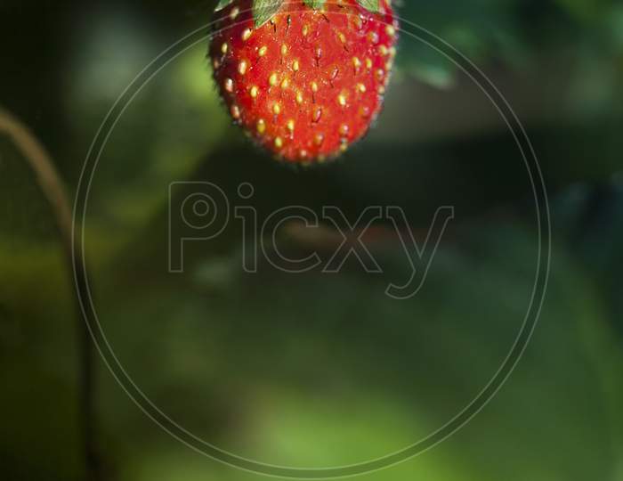 Strawberry Close Up
