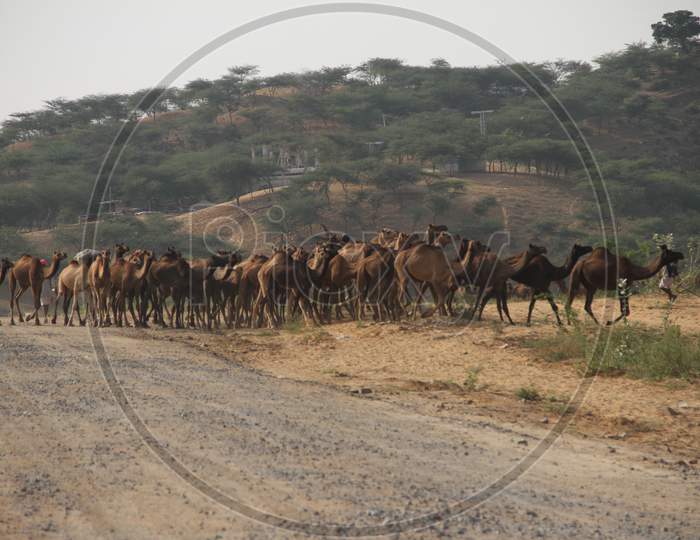 Caravan of Camels In Pushkar Camel Fair, Pushkar, Rajasthan