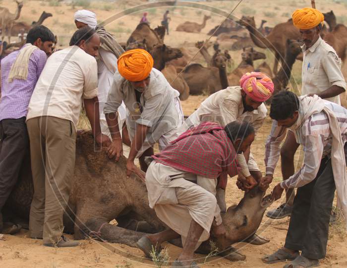 Pushkar Camel Fair In Pushkar In Rajasthan. Thousands Of Livestock Traders From The Region Come To The Traditional Camel Fair Where Livestock, Mainly Camels, Are Traded. This Annual Five-Day Camel And Livestock Fair Is One Of The World'S Largest Camel Fairs.