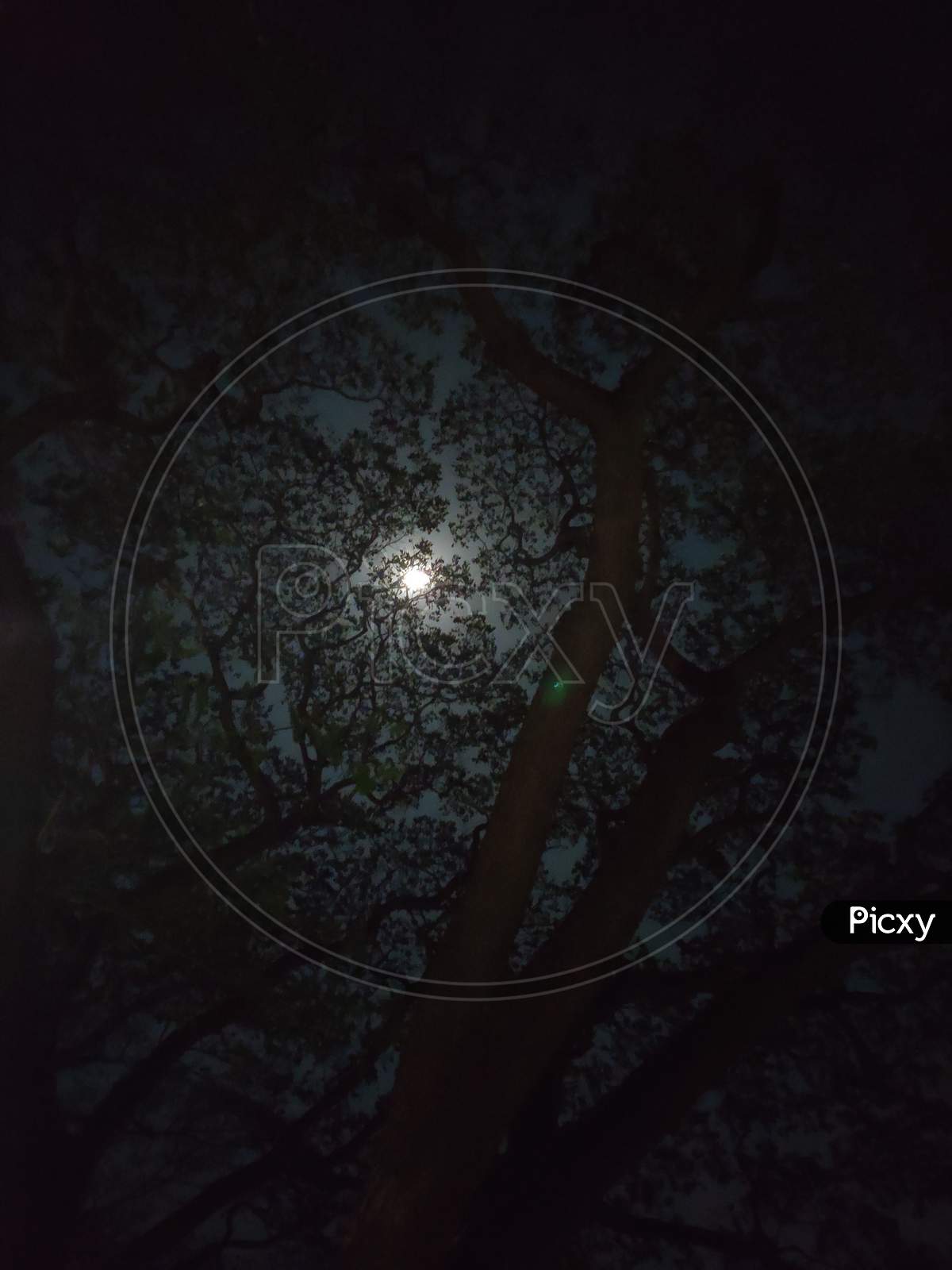 view of moon between branches of tree in Night