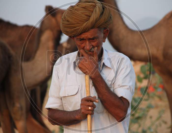 Camel Traders Or Farmers of Rajasthan Carrying Dried Wood For Cooking Fuel In Dessert Villages of Rajasthan
