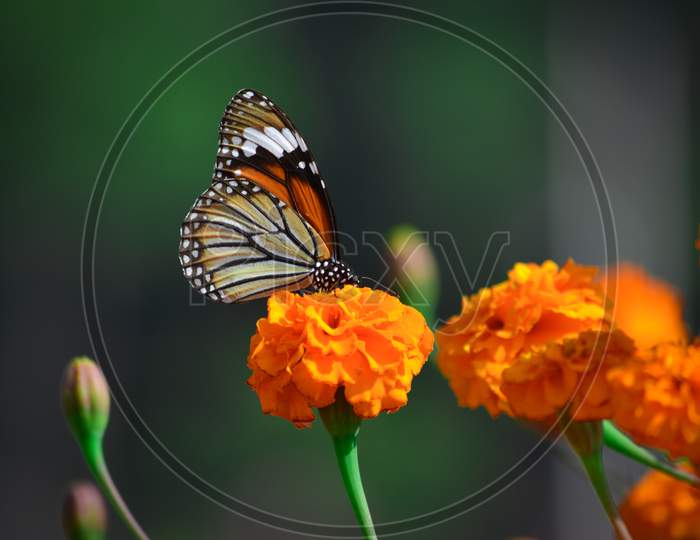 Beautiful butterfly on marigold flower in the garden