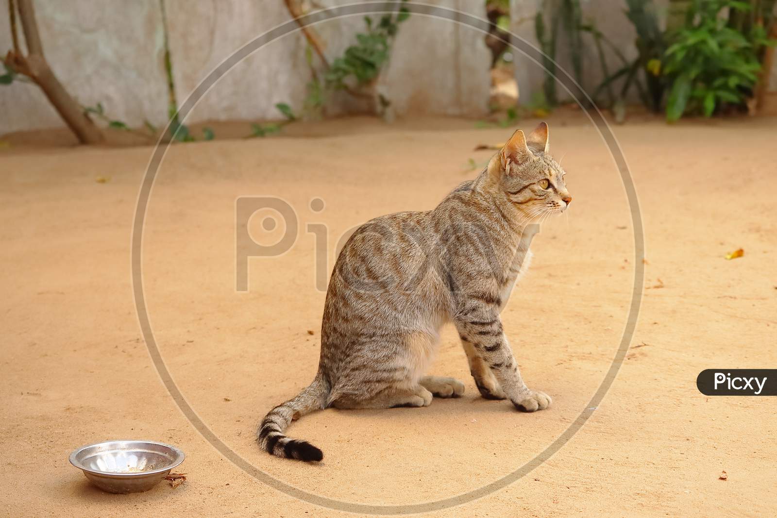 Cat Sitting On Land , Portrait Side View Background