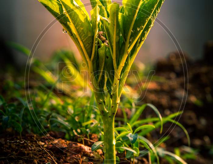 Elephant'S Foot Yam Or Amorphophallus Companulatus, A Single Leafed Vegetable Plant, Erect In A Single Stem
