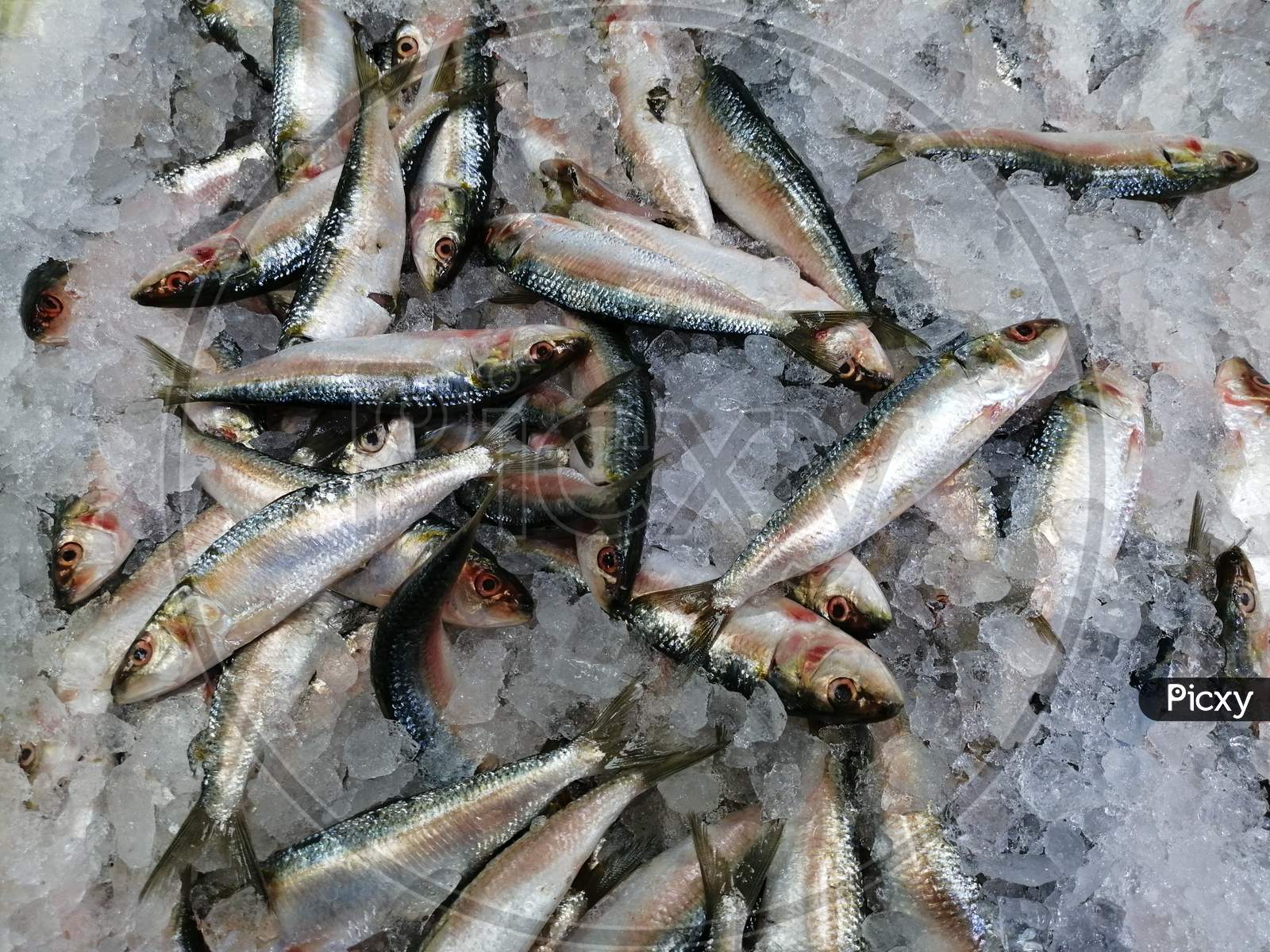 Sardine Fish Which Is Fresh Surrounded By Ice In Market For Sale
