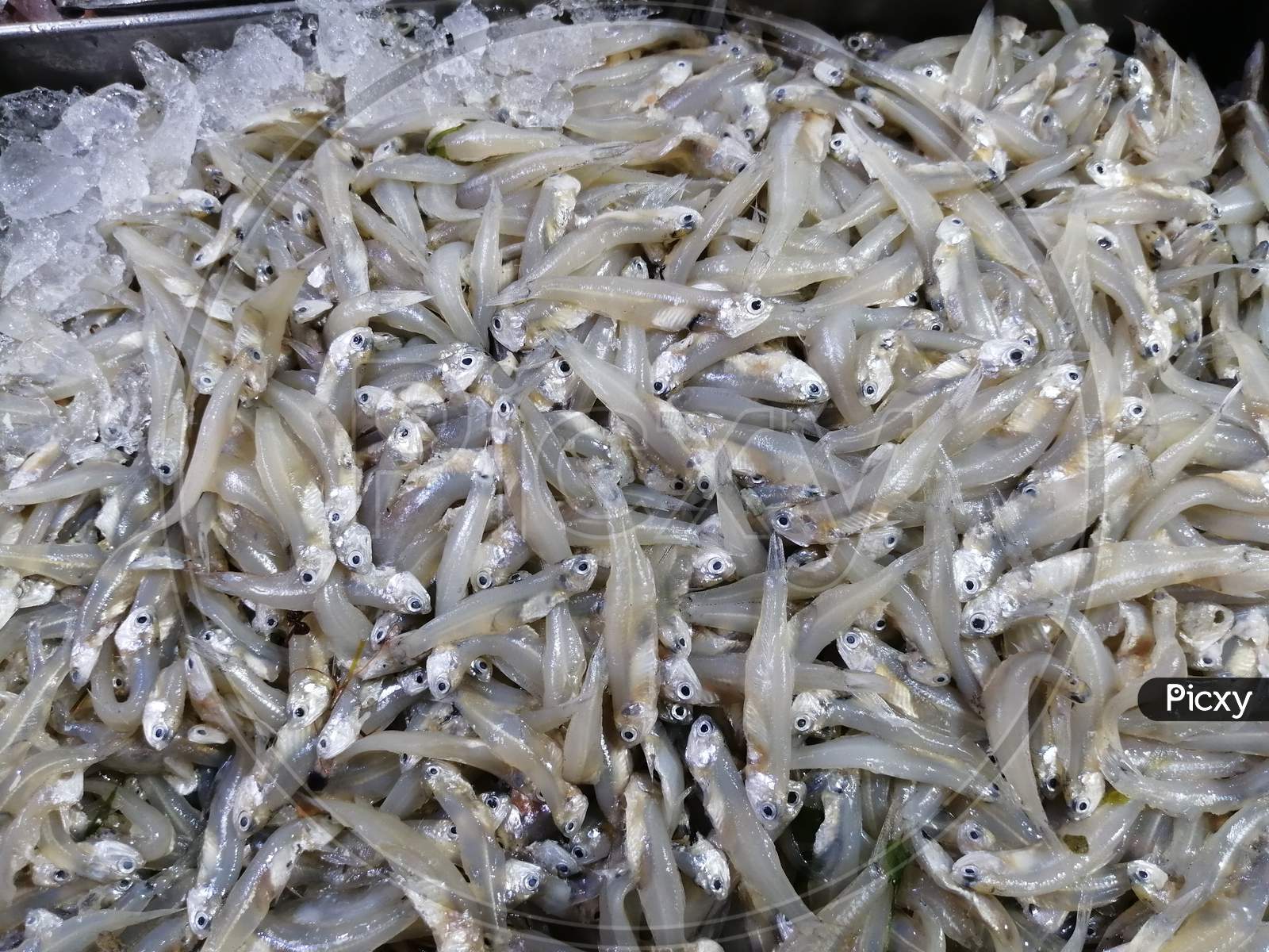 Kanchki Fish Kept For Sale In Fish Market