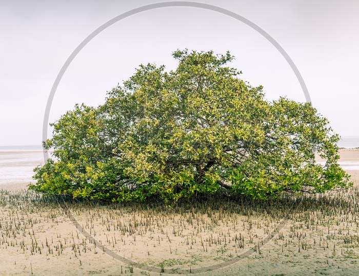 Mangrove Tree, Abu Dhabi - United Arab Emirates