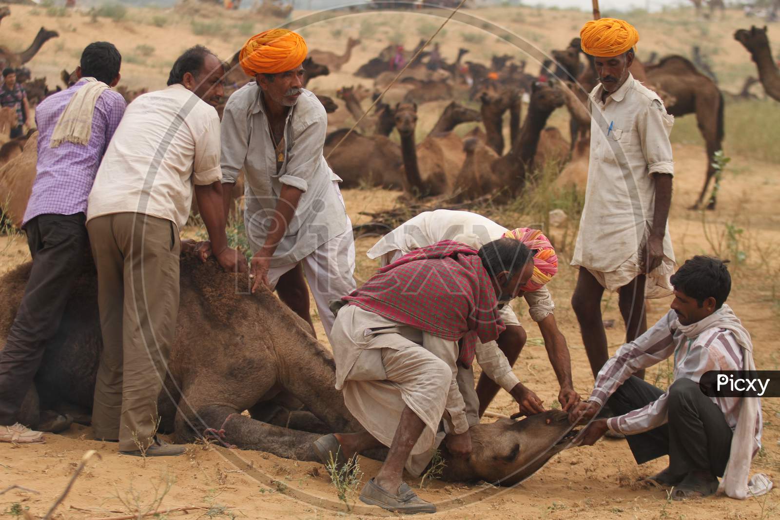 Pushkar Camel Fair In Pushkar In Rajasthan. Thousands Of Livestock Traders From The Region Come To The Traditional Camel Fair Where Livestock, Mainly Camels, Are Traded. This Annual Five-Day Camel And Livestock Fair Is One Of The World'S Largest Camel Fairs.