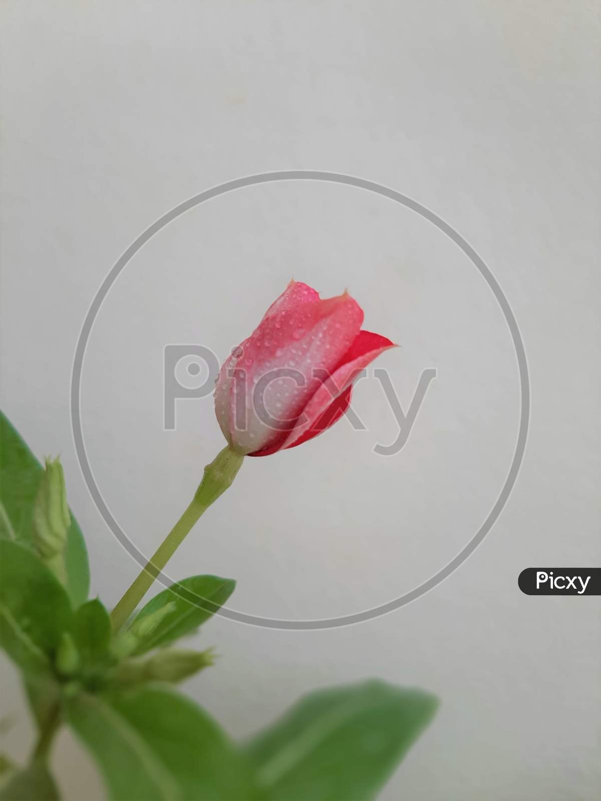 Red Vinca flower bud
