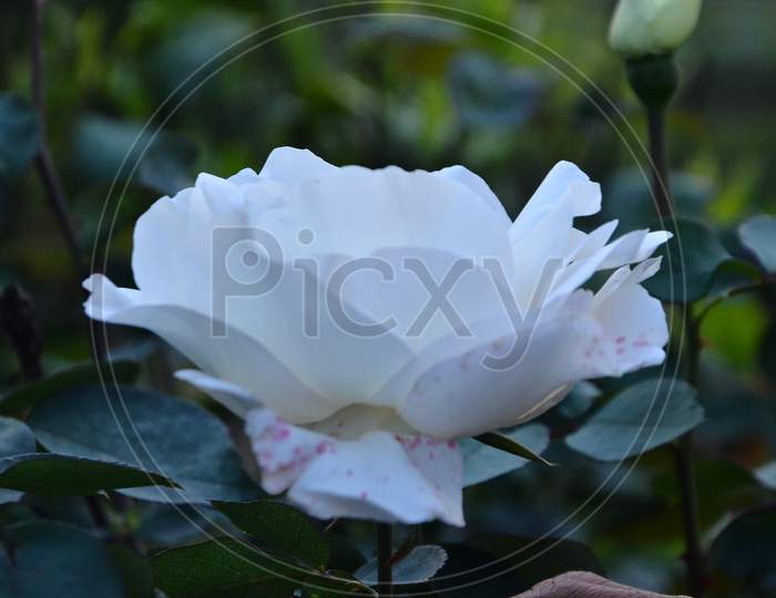 Beautiful white Rose in the garden