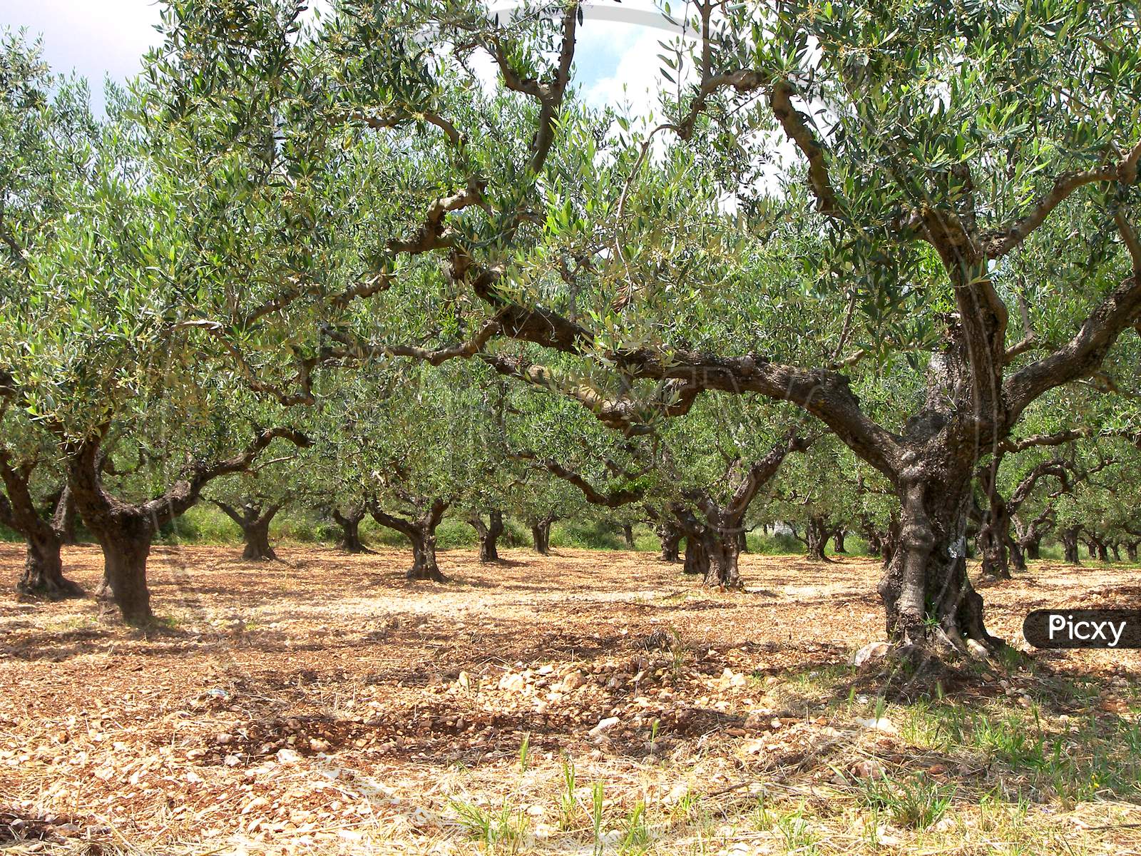 A Greek olive grove before harvesting.