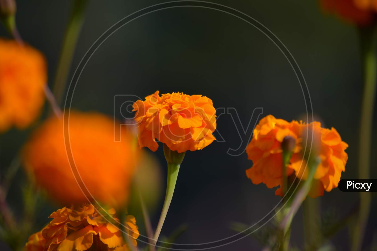 Beautiful marigold flowers in the garden