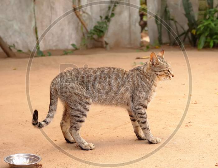 Cat Standing Background, Closeup Animals