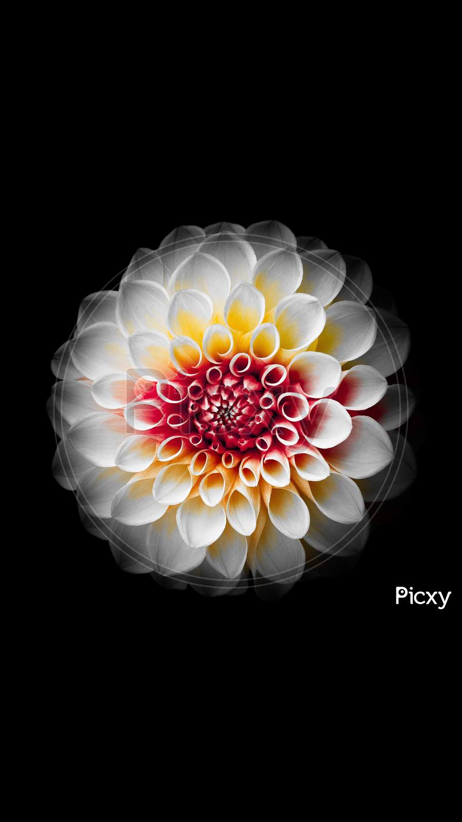 Close up Top view of beautiful White Dahlia flower