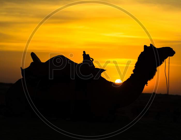 Sunset view with camel at Sam sand dunes of Jaisalmer the golden city, an ideal allure for travel enthusiasts