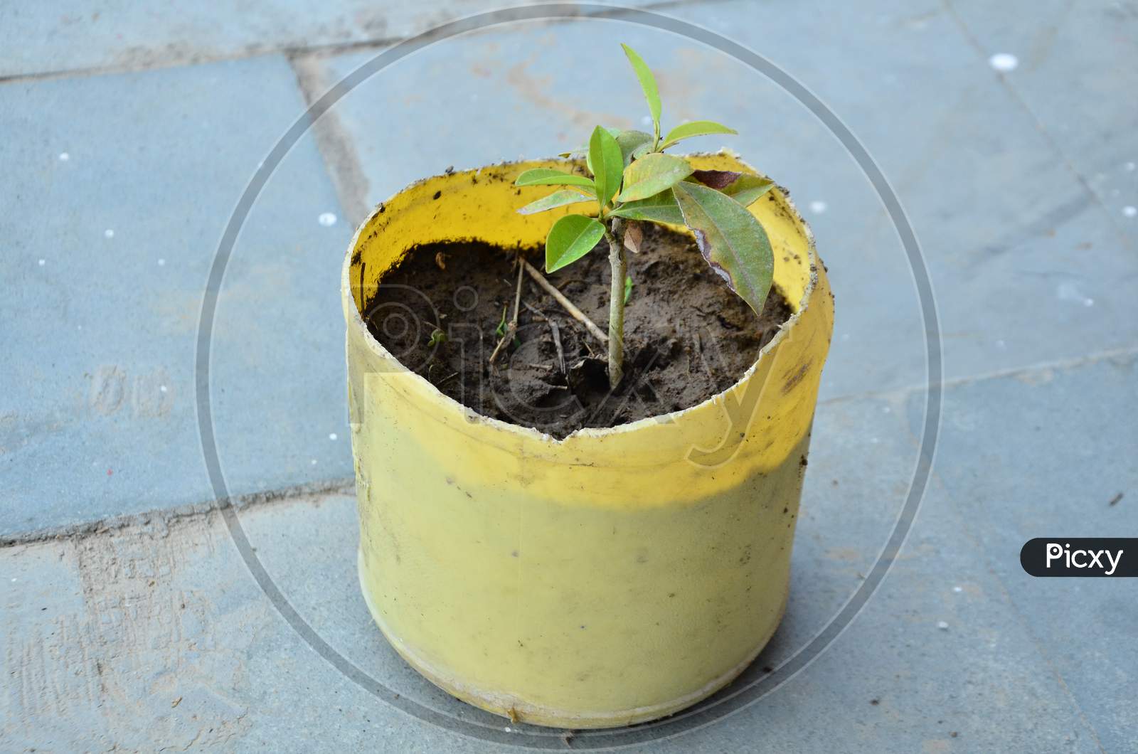 Plant in Pot at Home Garden in Nadaun Town  Himachal Pradesh India