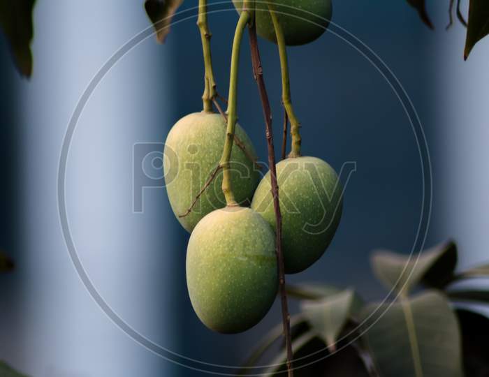 Closeup of Mangoes hanging on mango tree, mango farm. Mangifera indica.