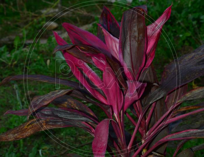 Beautiful plant in the garden Himachal Pradas,India
