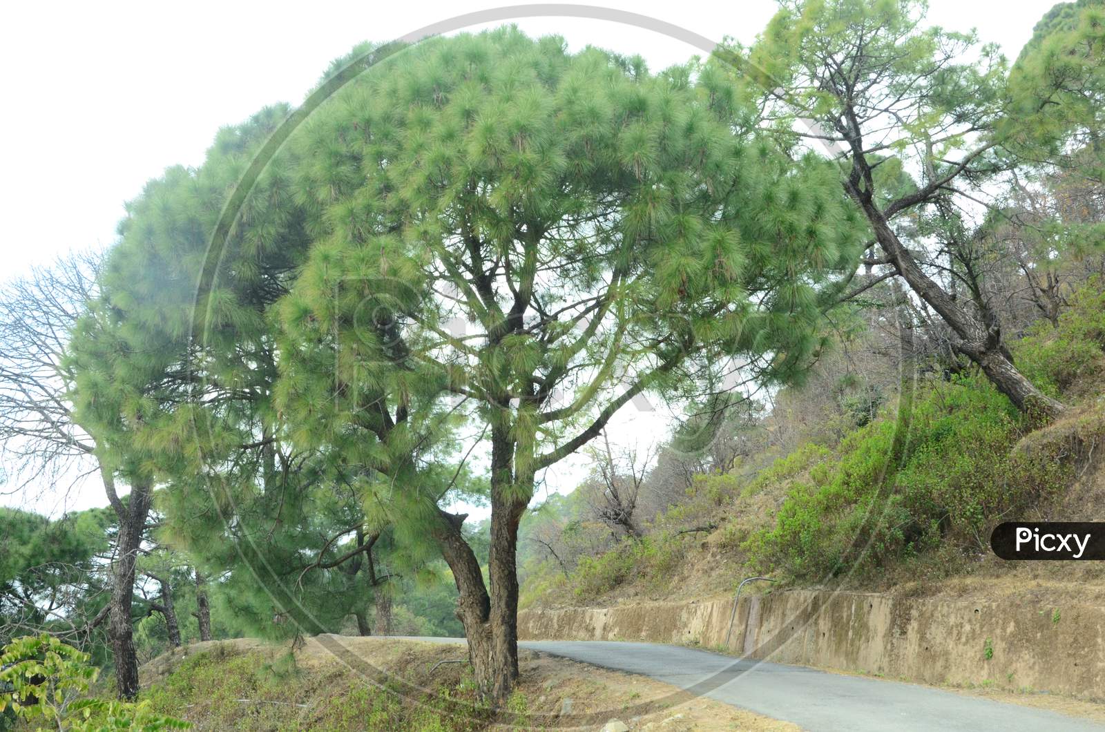 Tree in the road side view of Himachal Pradas,India