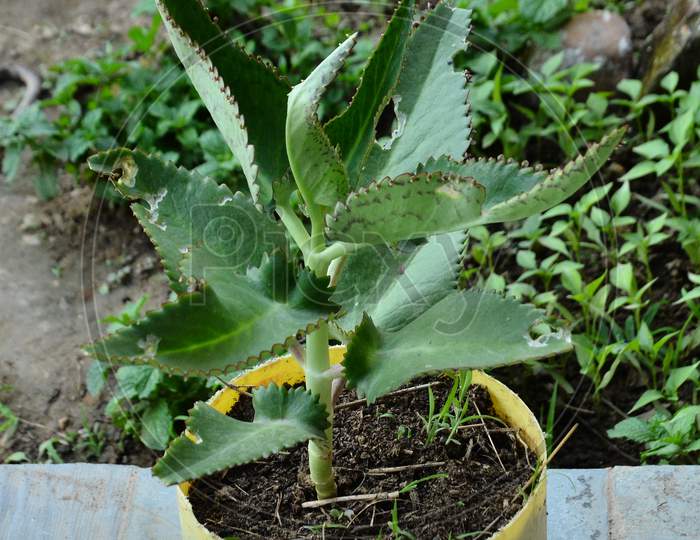 Plant in Pot at Home Garden in Nadaun Town  Himachal Pradesh India
