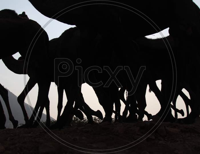 Silhouette Of Herd Of Camels At Pushkar Camel Fair, Rajasthan