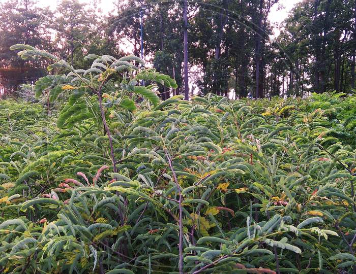 Mahonia shrub buddleia vegetation tree garden plant