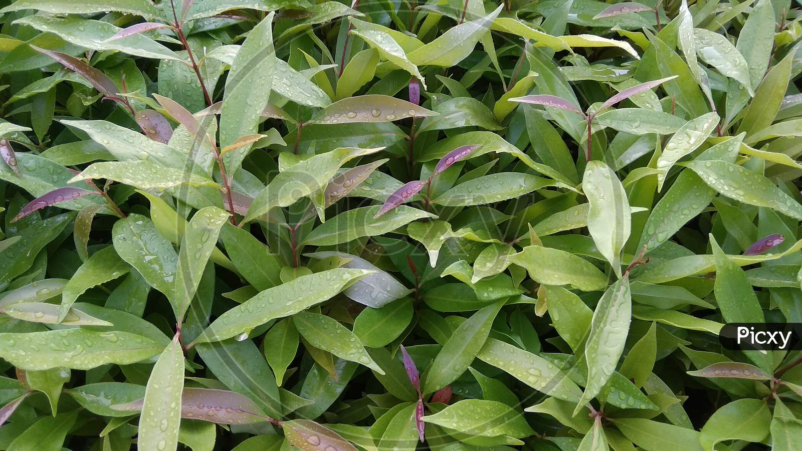 Herb perennial terrestrial bay leaf plant closeup wallpaper