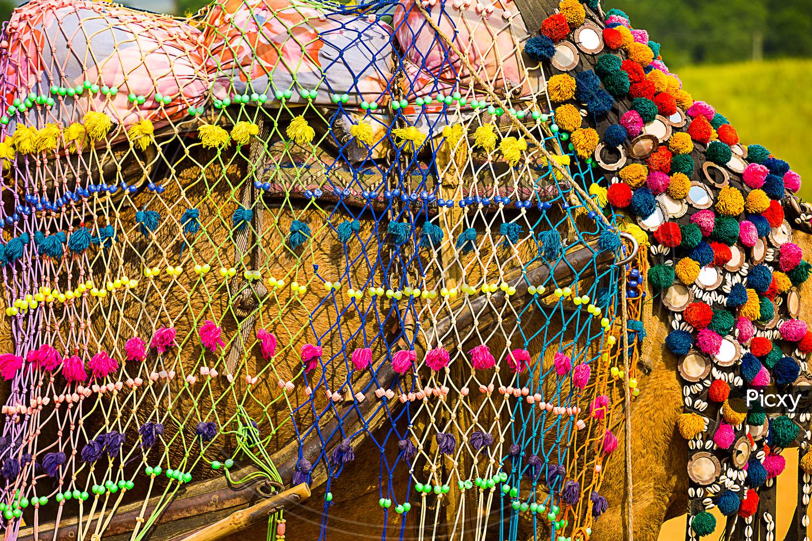 Colorful Decorated Camel Wear At Pushkar Camel Fair, Background.