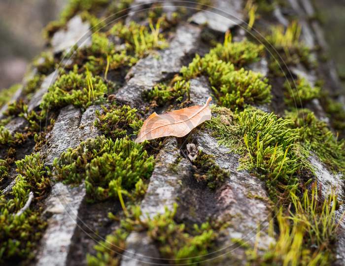 A Brown Leaf On The Bark Of A Tree Full Of Moss