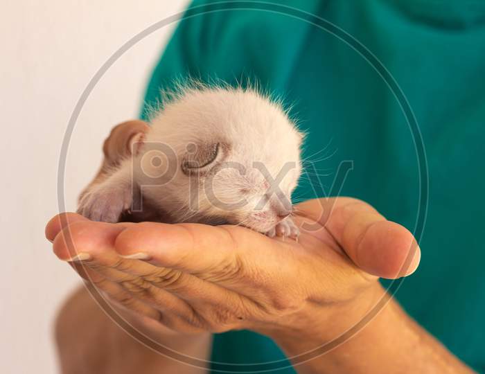 Little Newborn Cat Baby Held In The Hands Of A Man. Neonate Domestic Animal.