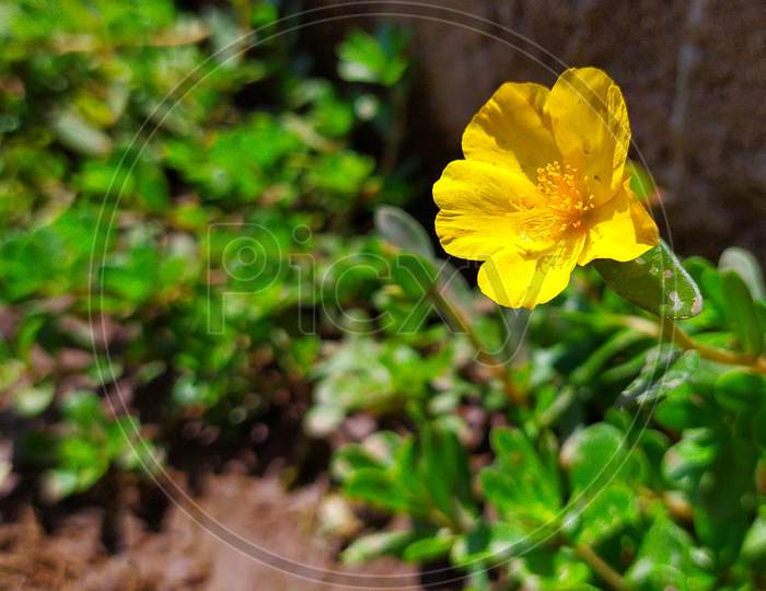Yellow flower of baby sun rose