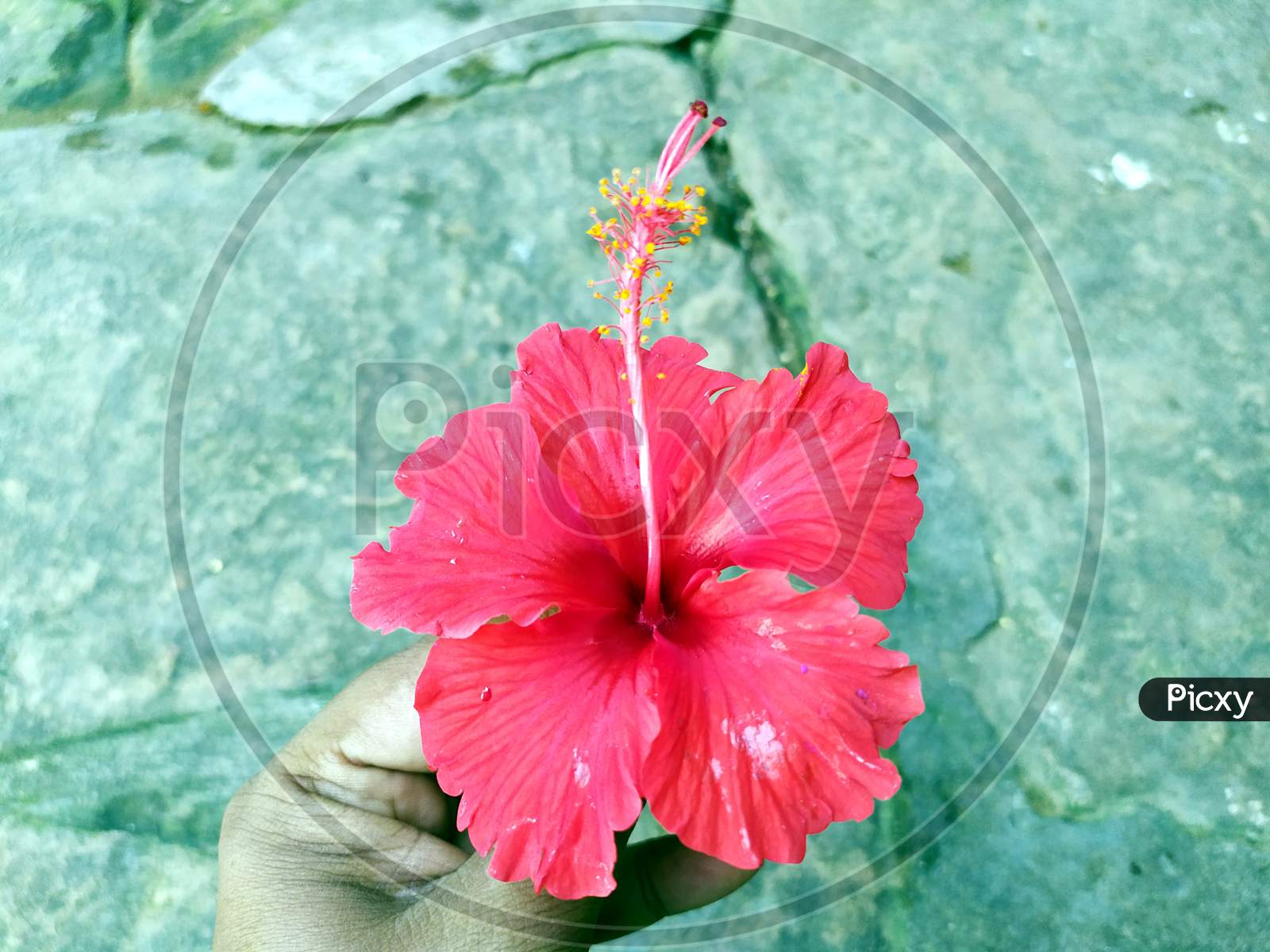 hibiscus red flower put on stone background