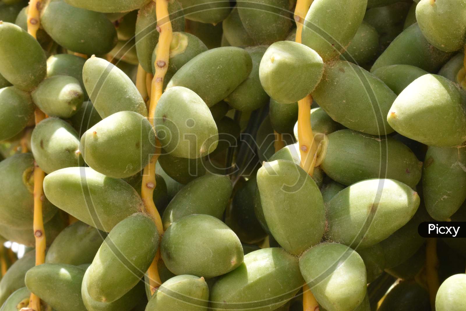 Green Dates Palm Fruit With Branches On Dates Palm Tree.Starting Stage Of The Date Fruit.