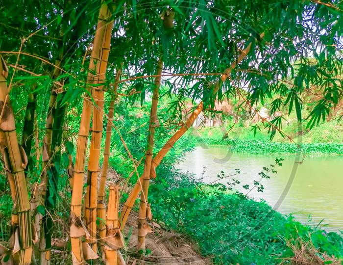 Bamboo Tree Near To The Small Lake.