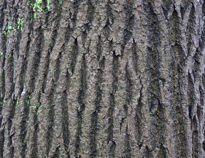 Detailed close up view on natural tree bark in high resolution