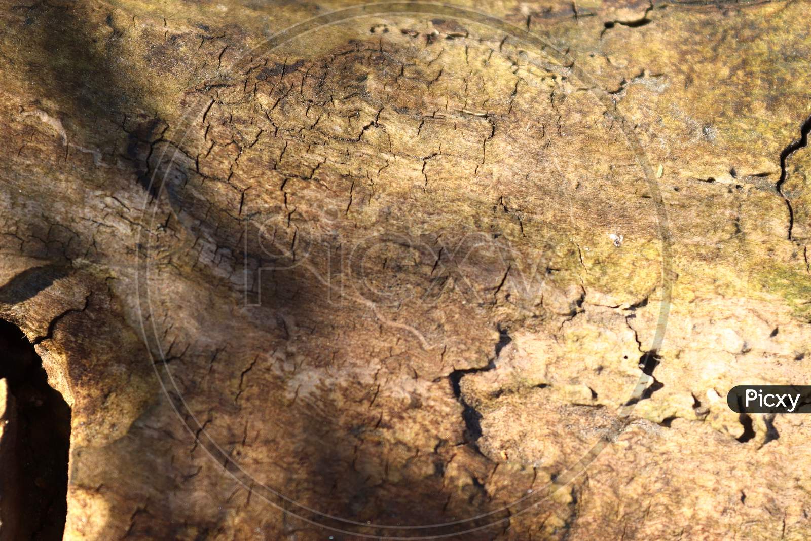 Detailed close up view on natural tree bark in high resolution