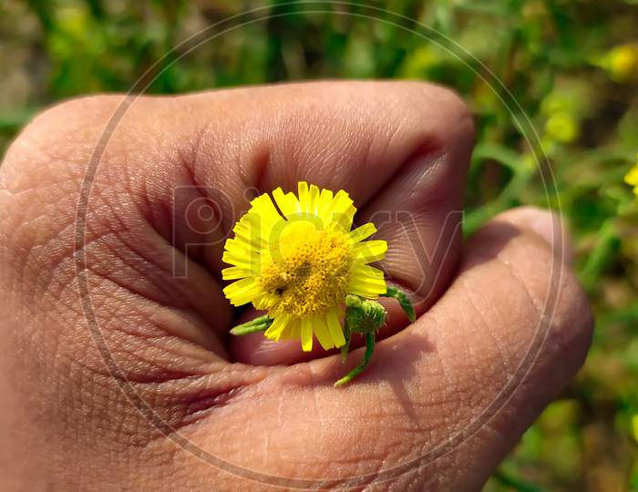 The yellow flower on the hand