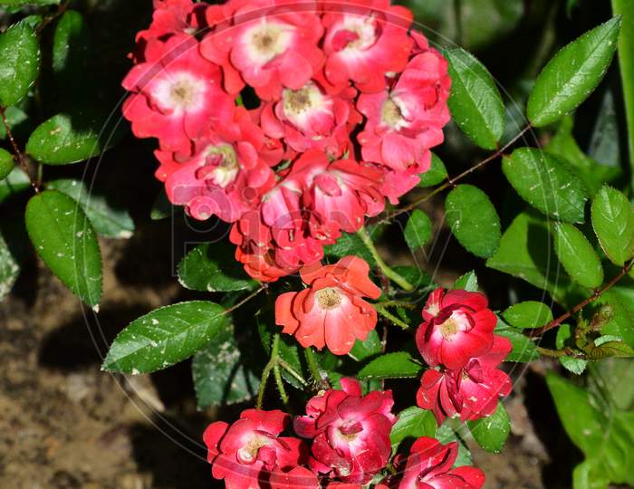 Beautiful flowers plant in the garden